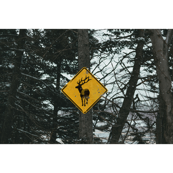 Elk Crossing Sign hung up on a tree in a snowy forest.