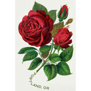 Portland Rose