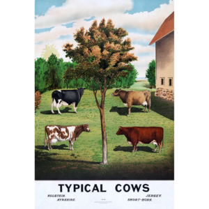 Typical Cows