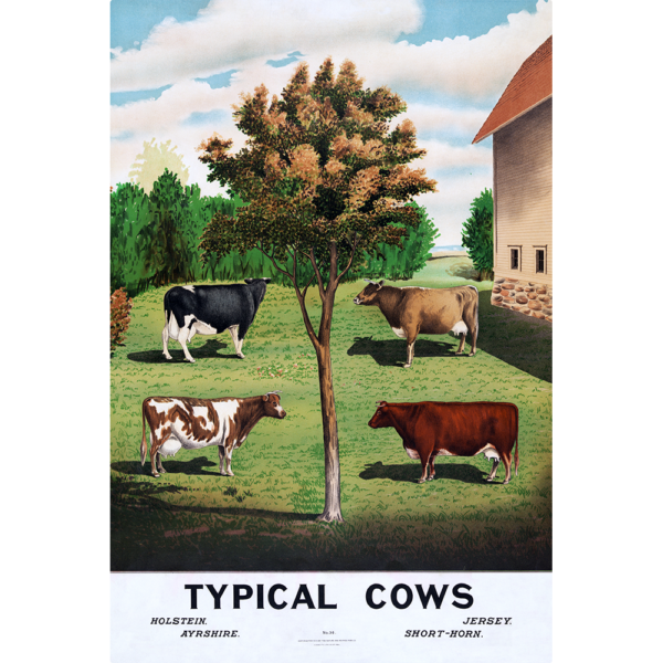 Typical Cows