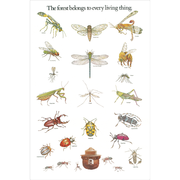 Smokey Bear Insects- Educational Series - Insects wall art image of a poster filled with insects with Smokey's image at the bottom reading