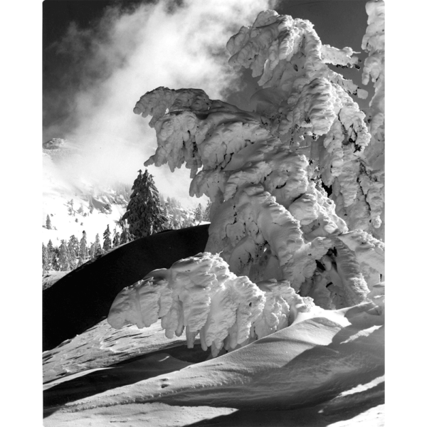 A photo called Blizzard Creatures No. 1 in black and white depicting trees covered in snow.